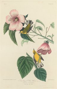 Blauflügeliger Gelb-Waldsänger, 1827