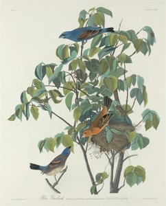 Blauammer von Robert Havell