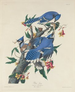 Blauhäher, 1831
