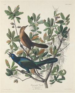 Bootsschwanz-Grackel, 1834 von Robert Havell
