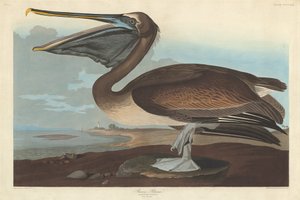 Brauner Pelikan, 1838