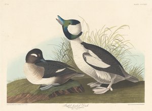Büffelkopfente, 1836 von Robert Havell
