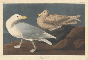 Burgomaster-Möwe, 1837