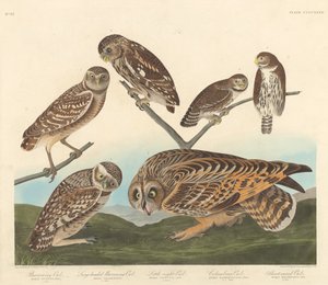 Erdkauz, Großköpfiger Erdkauz und Kleiner Nachtkauz, 1838 von Robert Havell