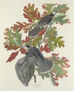 Kanadahäher, 1831