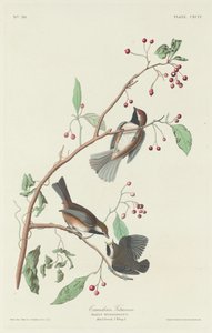 Kanadische Meise, 1834