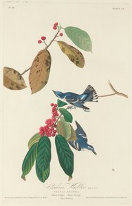 Cerulean-Waldsänger, 1828