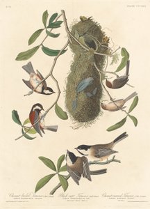 Kastanienmeise, Schwarzkappenmeise und Kastanienkronenmeise, 1837 von Robert Havell