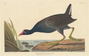 Teichhuhn, 1835