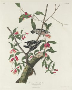 Flaumiger Specht, 1831