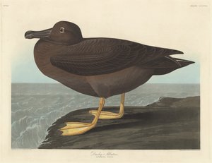 Dunkler Albatros, 1838