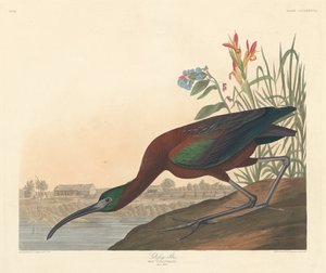 Glanzibis, 1837
