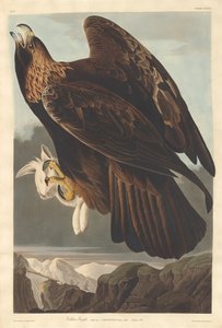 Steinadler, 1833 von Robert Havell