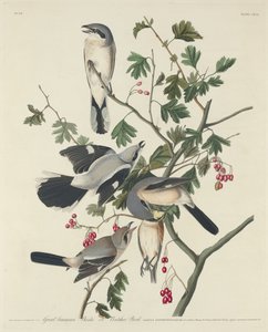 Großer amerikanischer Würger oder Metzger-Vogel, 1834