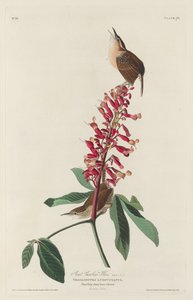 Großer Carolina-Zaunkönig, 1830 von Robert Havell