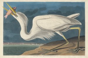 Großer Weißer Reiher, 1835 von Robert Havell