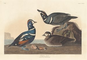Harlekinente, 1836