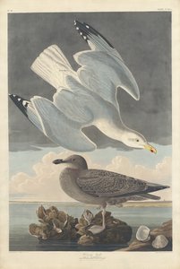 Silbermöwe, 1836