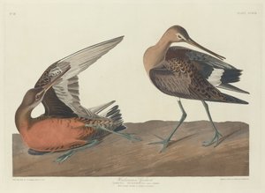 Hudson-Brachvogel, 1835
