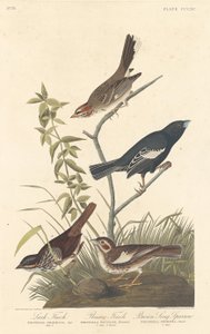 Lerchenfink, Präriefink und Brauner Singammer, 1837