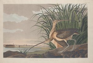 Langschnabel-Brachvogel, 1834