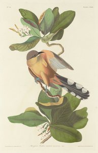 Mangrovenkuckuck, 1833