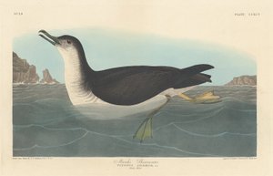 Manks-Sturmtaucher, 1836 von Robert Havell