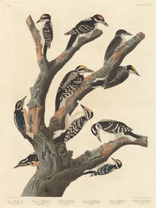 Marias Specht, 1838