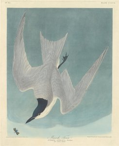 Sumpfseeschwalbe, 1838 von Robert Havell