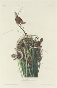 Sumpfzaunkönig, 1830 von Robert Havell