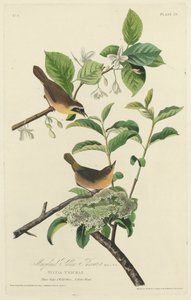 Maryland-Gelbkehlchen, 1827