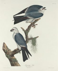 Mississippi-Weihe, 1831 von Robert Havell