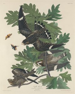 Nachthabicht, 1832 von Robert Havell