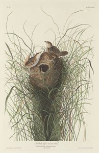 Nuttalls kleiner Sumpfzaunkönig, 1833