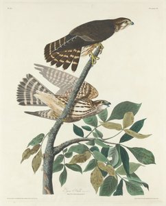 Taubenfalke, 1830