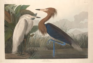 Purpurreiher