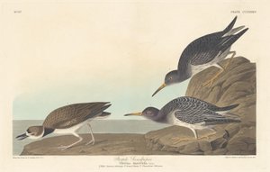 Meerstrandläufer, 1835