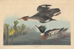Gänsesäger, 1838