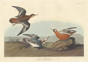 Rotschenkel, 1835