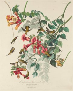 Rubinkehlkolibri, 1828 von Robert Havell