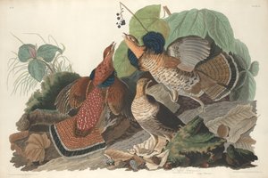 Raufußhuhn, 1828
