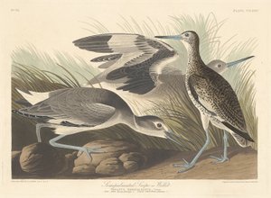 Halbpalmiertes Schnepfen oder Willet
