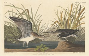 Einsamer Sandpiper