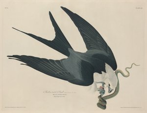 Schwalbenschwanzweih, 1829 von Robert Havell