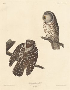 Tengmalms Eule, 1837