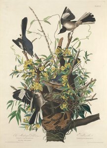 Der Spottdrossel, 1827 von Robert Havell