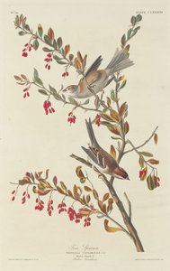 Haussperling, 1834