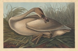 Trompeterschwan, 1837 von Robert Havell