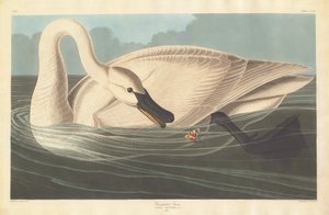 Trompeterschwan, 1838 von Robert Havell