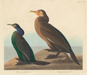 Violett-grüner Kormoran und Townsend-Kormoran